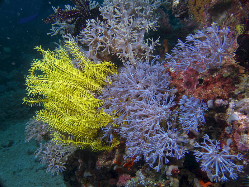 Soft Coral, Monkey Beach